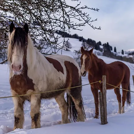 Apartamento Schwarzwaldliebe Frohnd